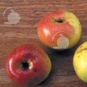 Pommier en racine nue variété