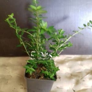 Lonicera