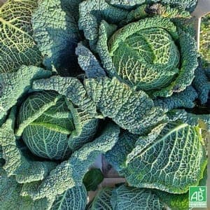 Chou vert frisé bio