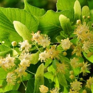 Plante pour infusion : tilleul