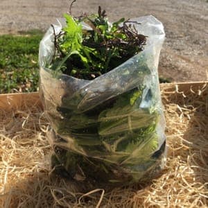 MESCLUN "Mélange asiatique"