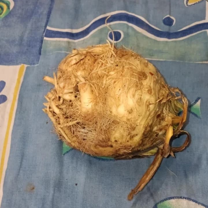 céleri rave pièce (0.4kg)