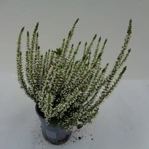 Calluna naturelle blanche pot 10 cm