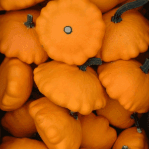 Plant de légume - COURGE Patisson orange