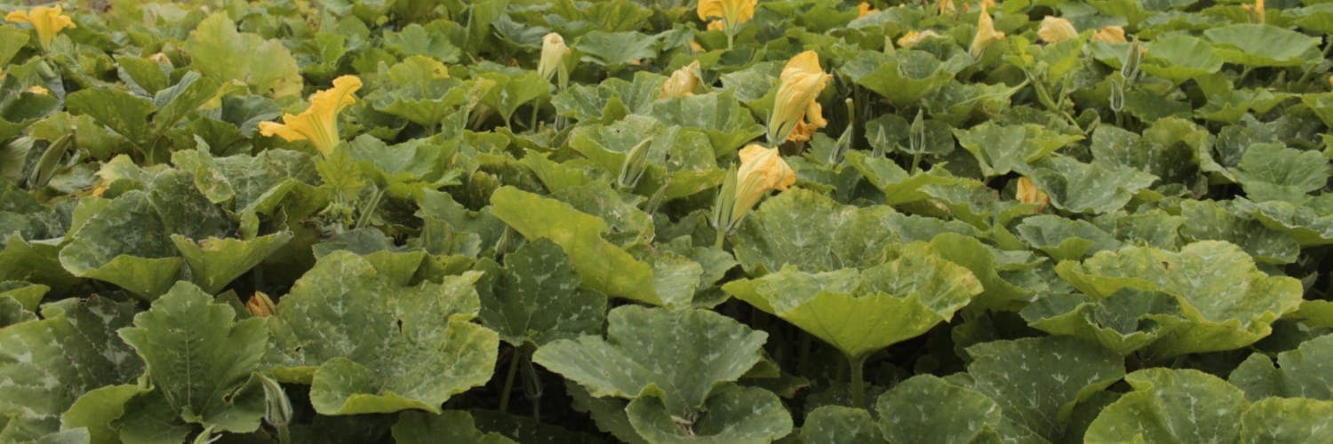 Bannière de Les Jardins Buissonniers