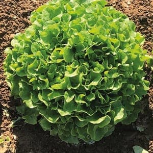 Plant de salade feuille de chêne verte Lenir