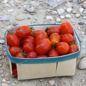 Tomate Cerise