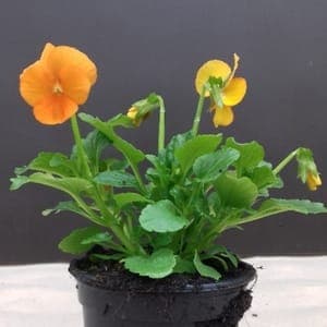 Viola orange