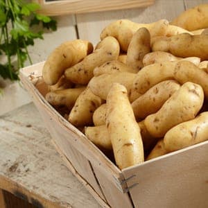 Pomme de terre Ratte