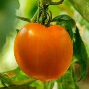 Plants de tomates
