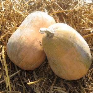 🐸 Courge Sucrine du Berry
