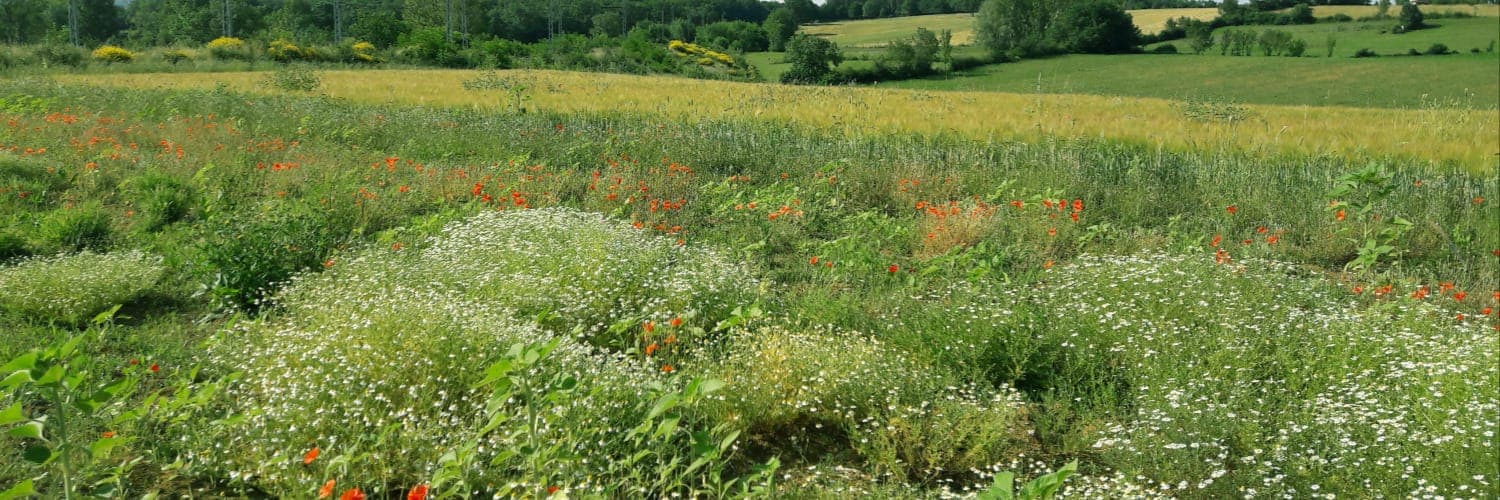 Bannière de Le champ de coquelicots