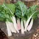 Blette - blanche - Feuille et Carde - 1 pers. =