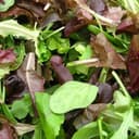 Mesclun en sachet - 300gr