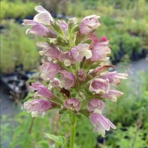 Plant aromatique vivace - Baume de Galaad