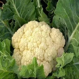 Chou fleur
