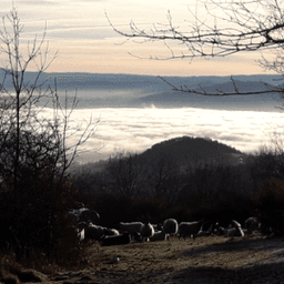 GAEC La ferme des Sonnailles #6