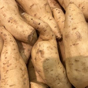 Plant de Patate douce blanche (étiquette blanche)