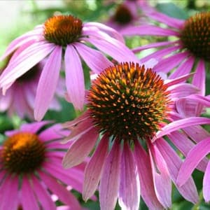 Plant de Rudbeckia - vivace