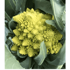 Chou romanesco