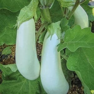 Plant d'Aubergine blanche 'Dourga'