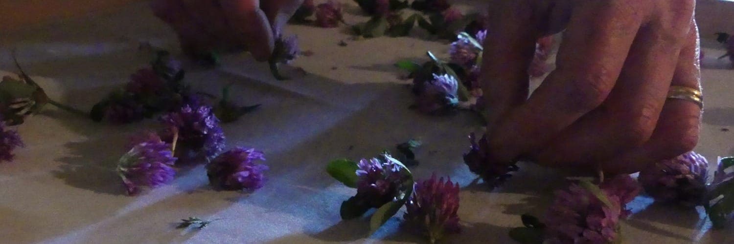 Bannière de L'Herbier de Colette