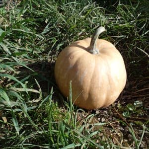 Courge Carat