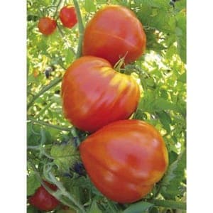 Plant de Tomate 'Petit Cœur de Bœuf' (godet rouge)
