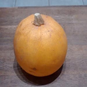Courge