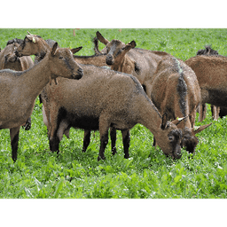 Ferme de la Reversaie #4