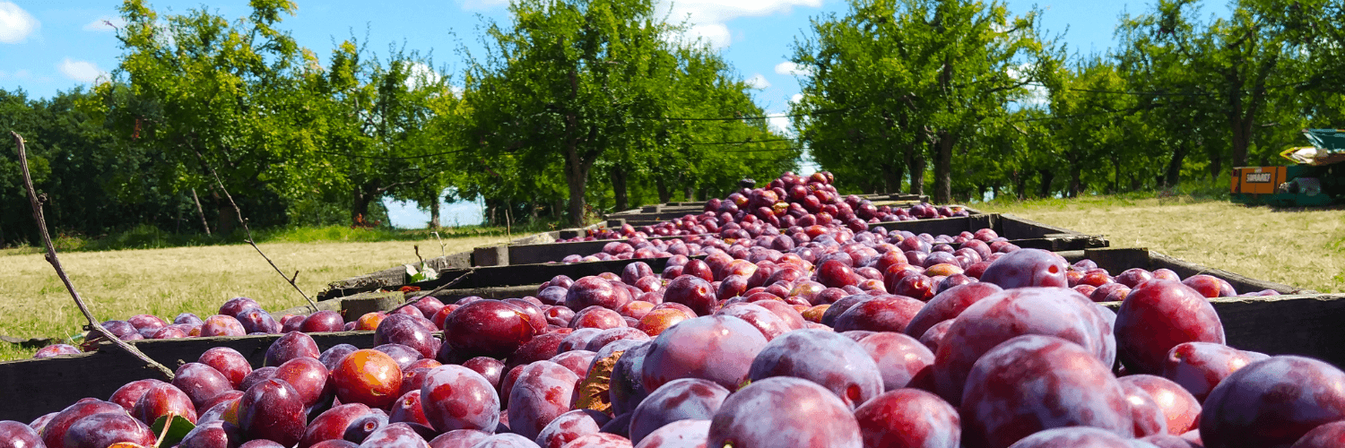 Bannière de Les vergers de Peyrette
