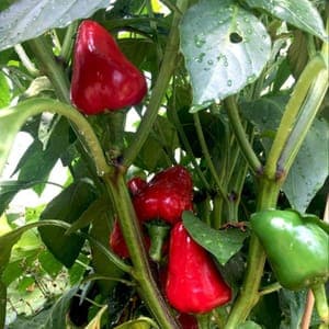 Plant de Poivron 'Caviar Calabrais' (étiquette rouge)