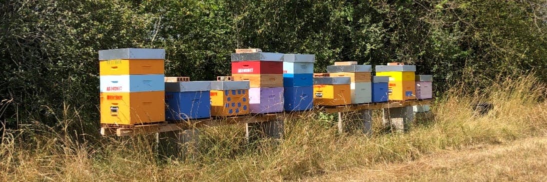 Bannière de Les abeilles de Beechon