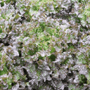 Batavia Amboise (les 15 en mini-motte) - Barquette de 15 mini-mottes