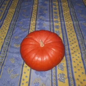 Courge rouge vif (OUVRIR L'ARTICLE POUR AVOIR ACCES A LA FICHE RECETTE)