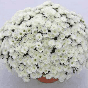 Pomponnette 21 cm blanche