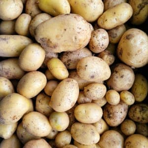 Pomme de terre primeur