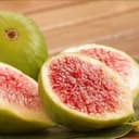 Figuier "Blanche de Versailles"