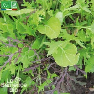 Mesclun asiatique