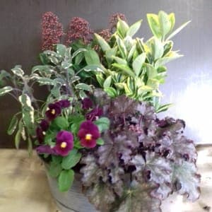 Coupe florale de 27 cm avec 5 plantes