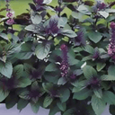 Basilic de Nouvelle Guinée