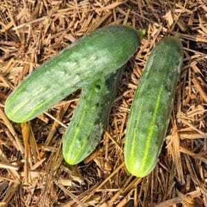 Concombre type Noa
