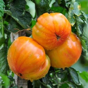 Plant de Tomate 'Ananas' (étiquette orange)
