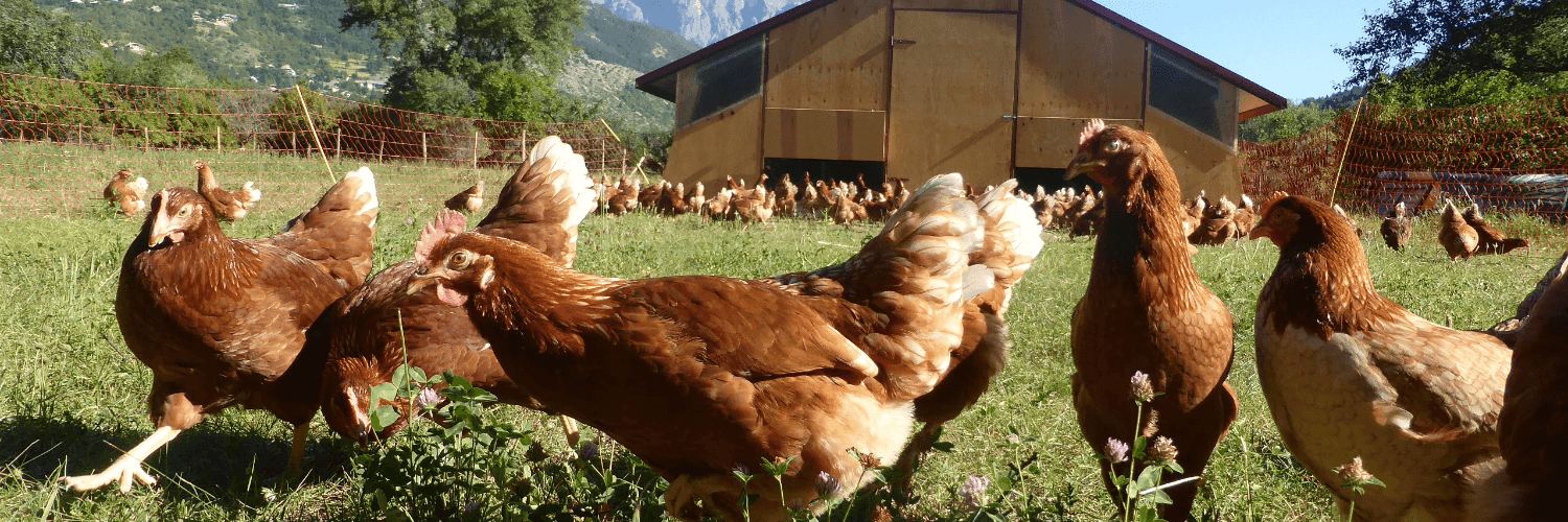 Bannière de La ferme Cot Cot Cottaz