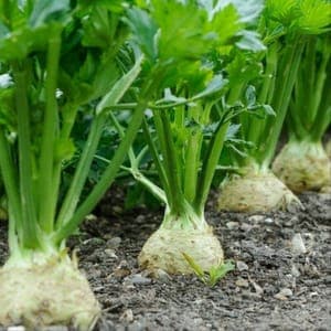 Plant de Céleri rave 'Monarch'