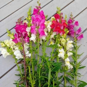 Bouquet de fleurs locales