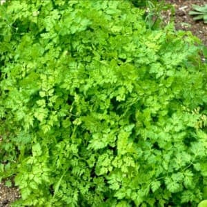 Plant d'aromatique annuelle - Cerfeuil