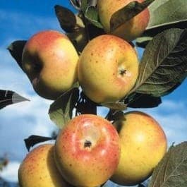 Pommier en racine nue variété