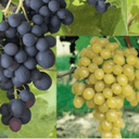 raisins mélange muscats d'Alexandrie & de Hamnbourg