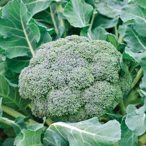 Brocoli bio